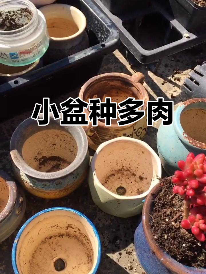 春天多肉换盆,小盆配小肉效果超赞!