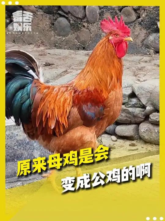 我不会是最后一个知道母鸡是会变成公鸡的吧!