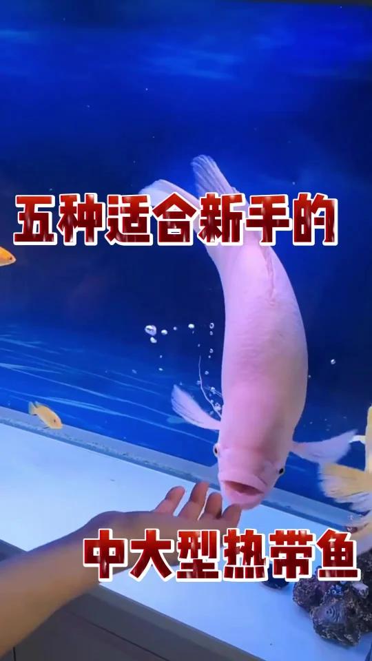 五种最适合新手饲养的中大型热带鱼