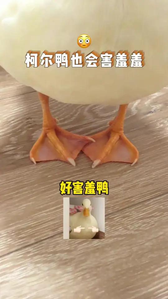 原来柯尔鸭也会害羞呀  柯尔鸭绝味 萌宠出道计划