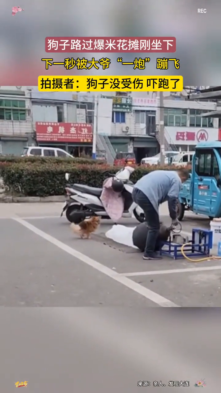 小黄狗路过爆米花摊位被大爷开锅暴击,瞬间杀马特发型变装!