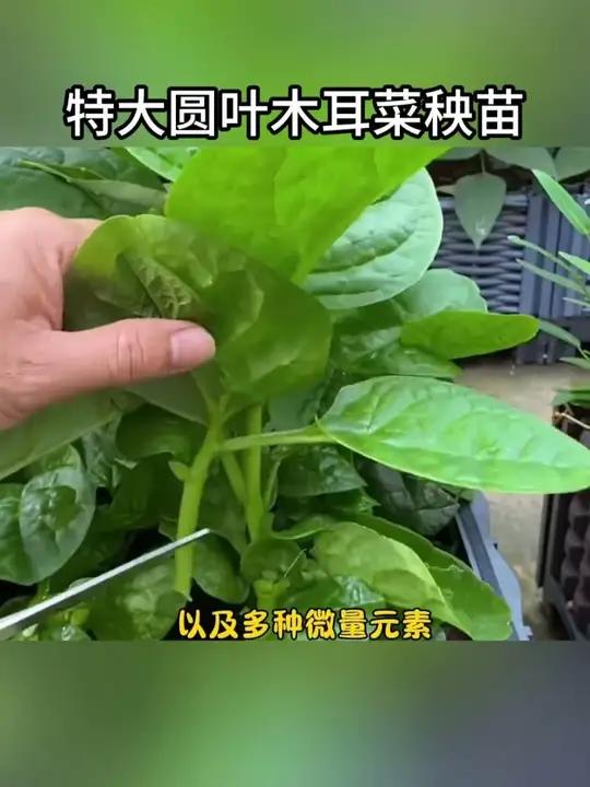 特大圆叶木耳菜秧苗种苗四季春秋阳台盆栽食用豆腐菜籽蔬菜苗带土#木耳菜 #木耳菜秧苗 #木耳