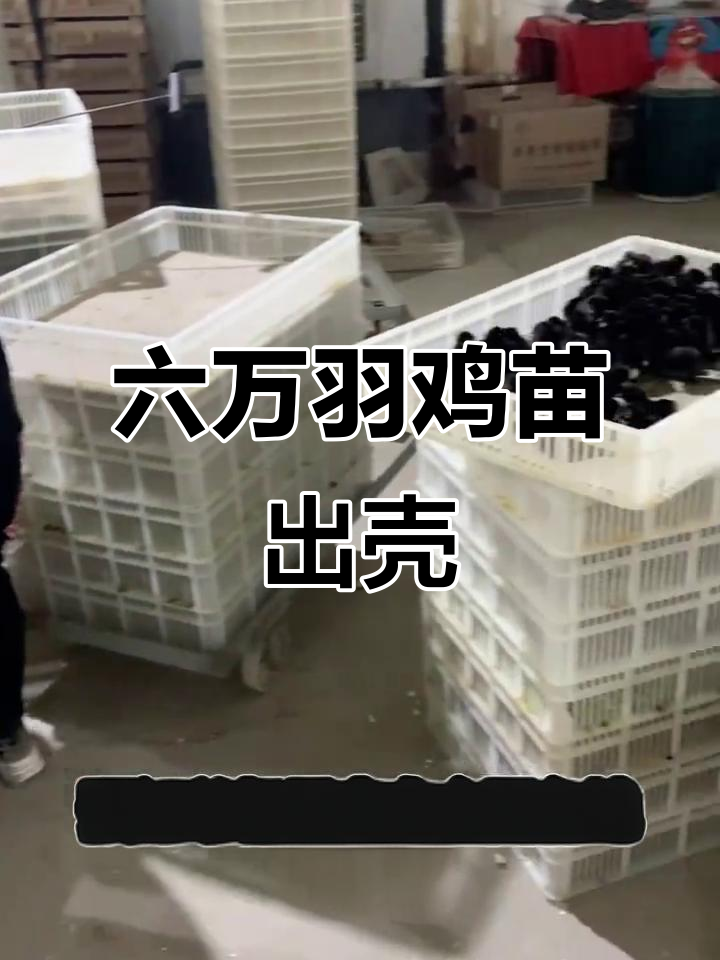 全国客户信赖,六万羽鸡苗孵化成功,品种多样