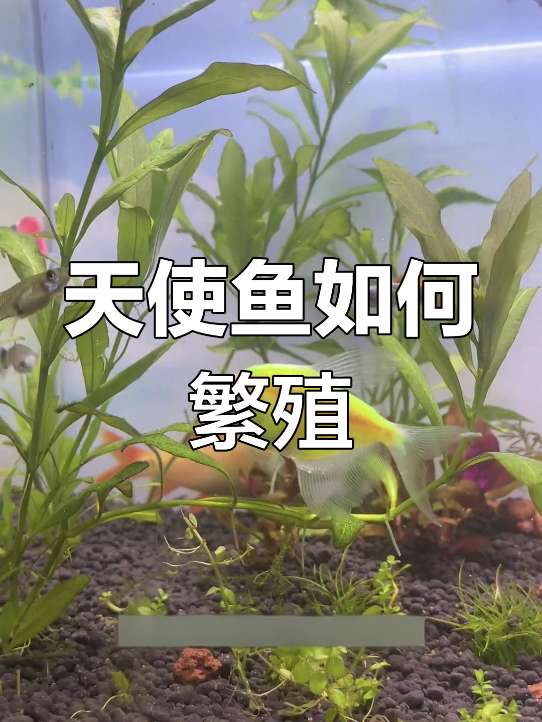 天使鱼繁殖全过程揭秘