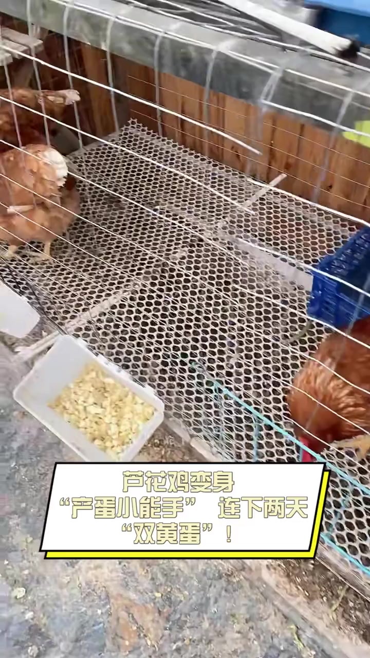 芦花鸡变身“产蛋小能手”,连下两天“双黄蛋”!