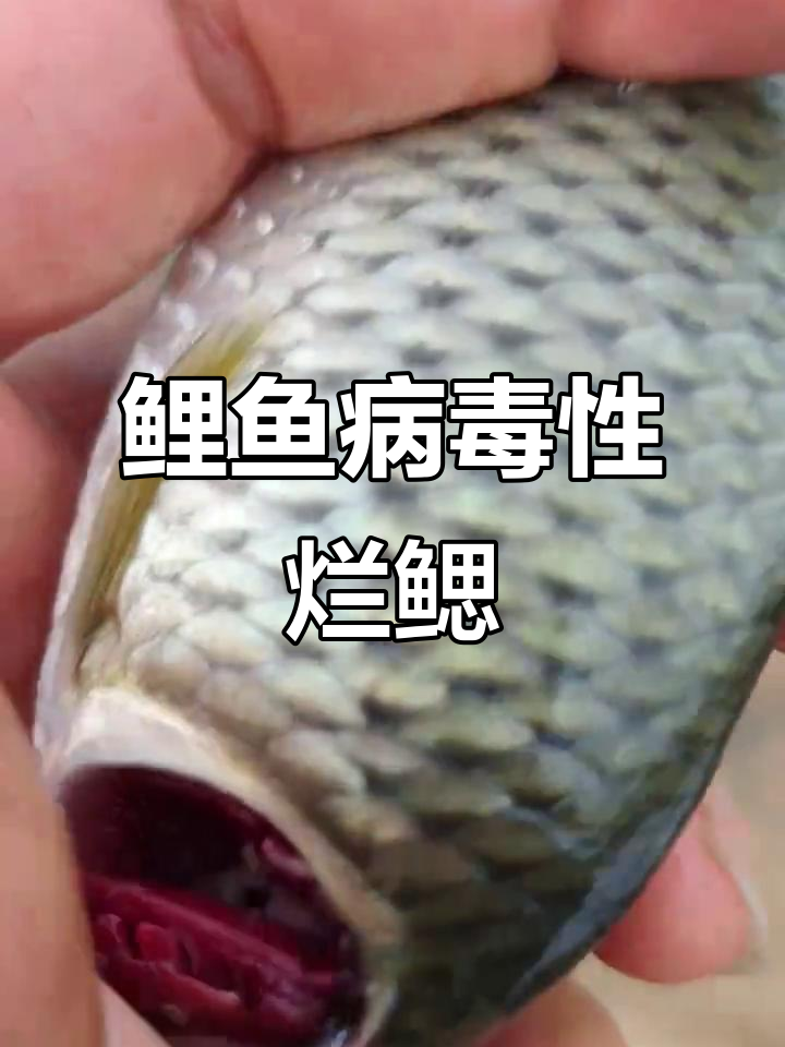 鲤鱼急性烂鳃，病毒病来袭不分昼夜