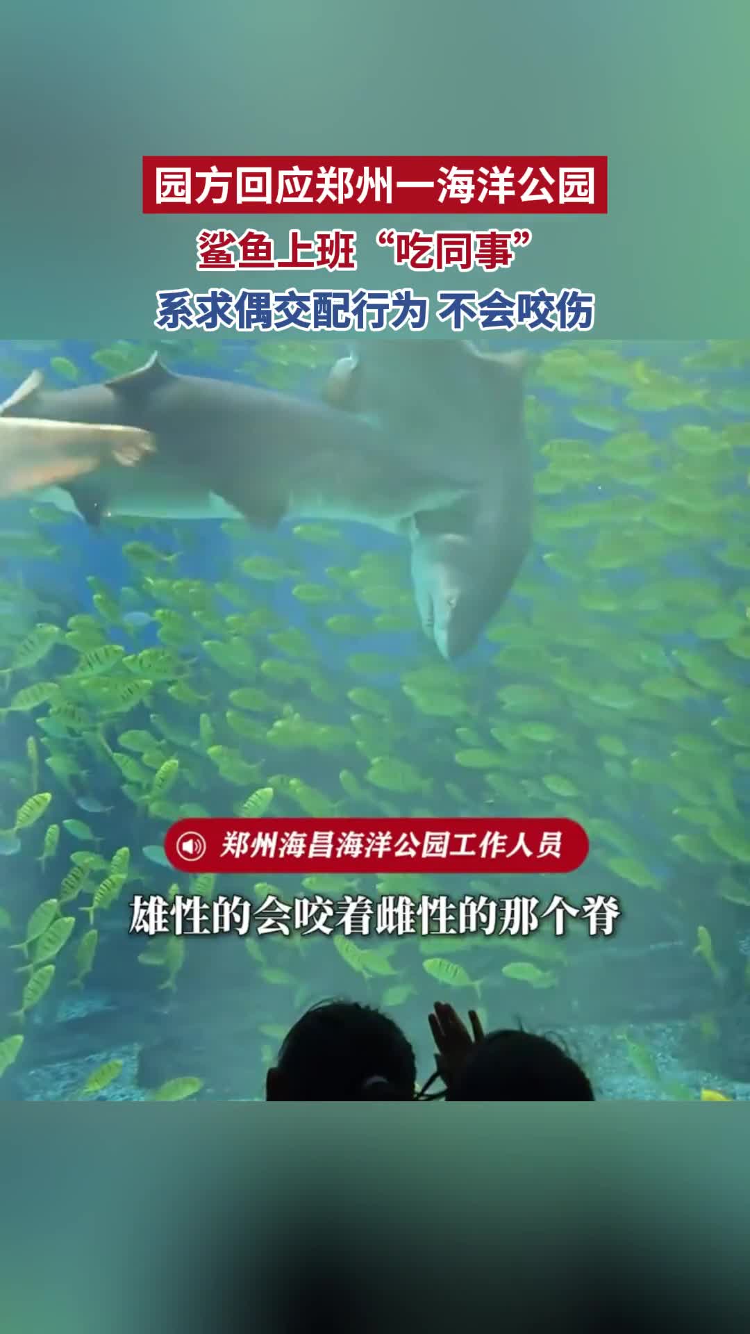 园方回应郑州一海洋公园鲨鱼上班“吃同事” 系求偶交配行为 不会咬伤