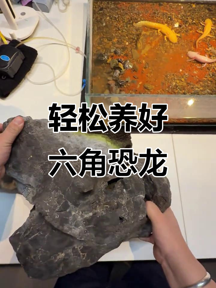 六角龙鱼养殖经验分享:从喂食到水质管理全攻略