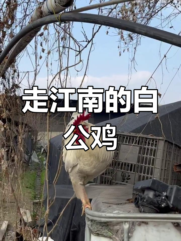 白公鸡的传说与生态农业
