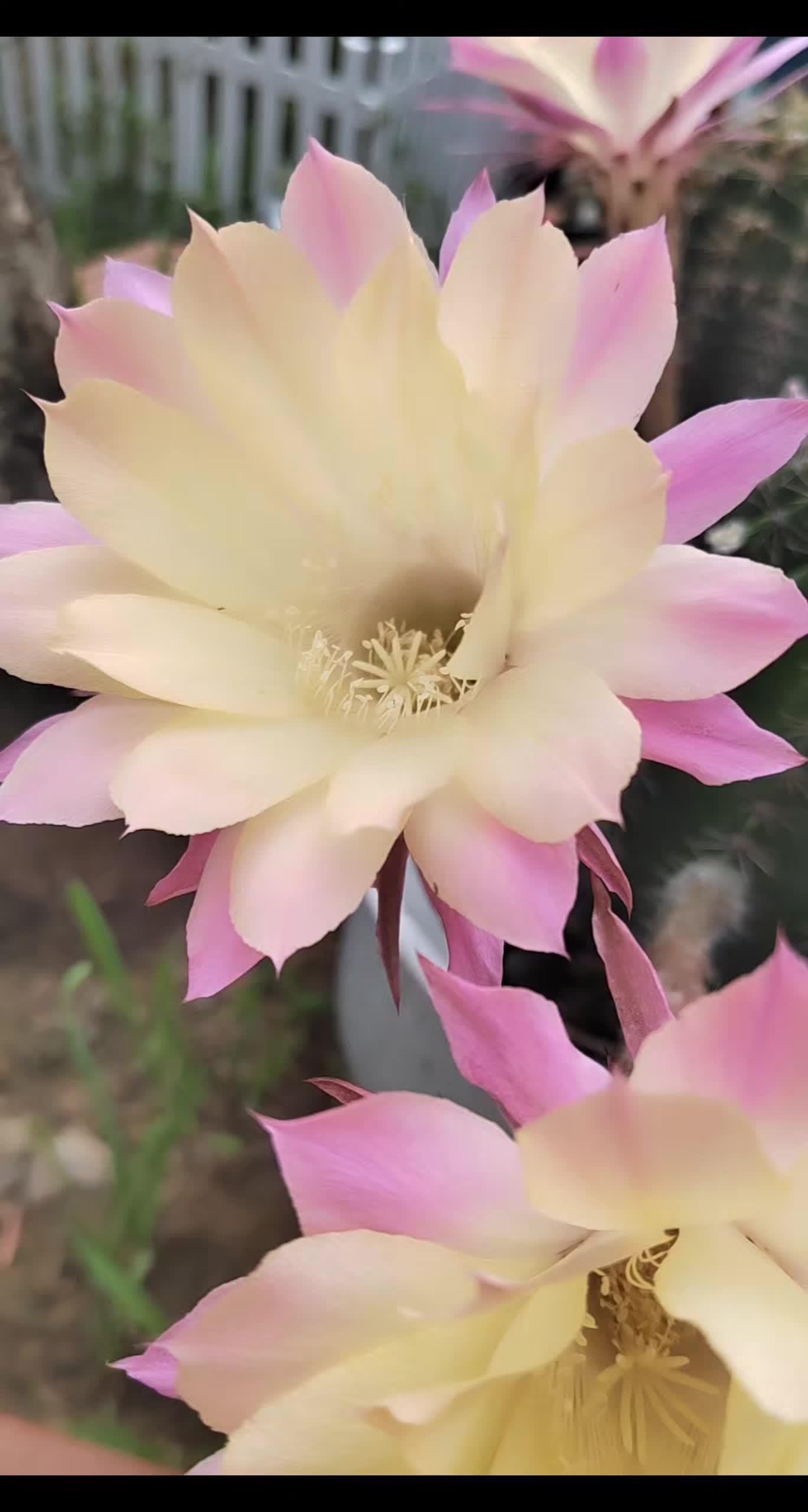 #仙人球开花