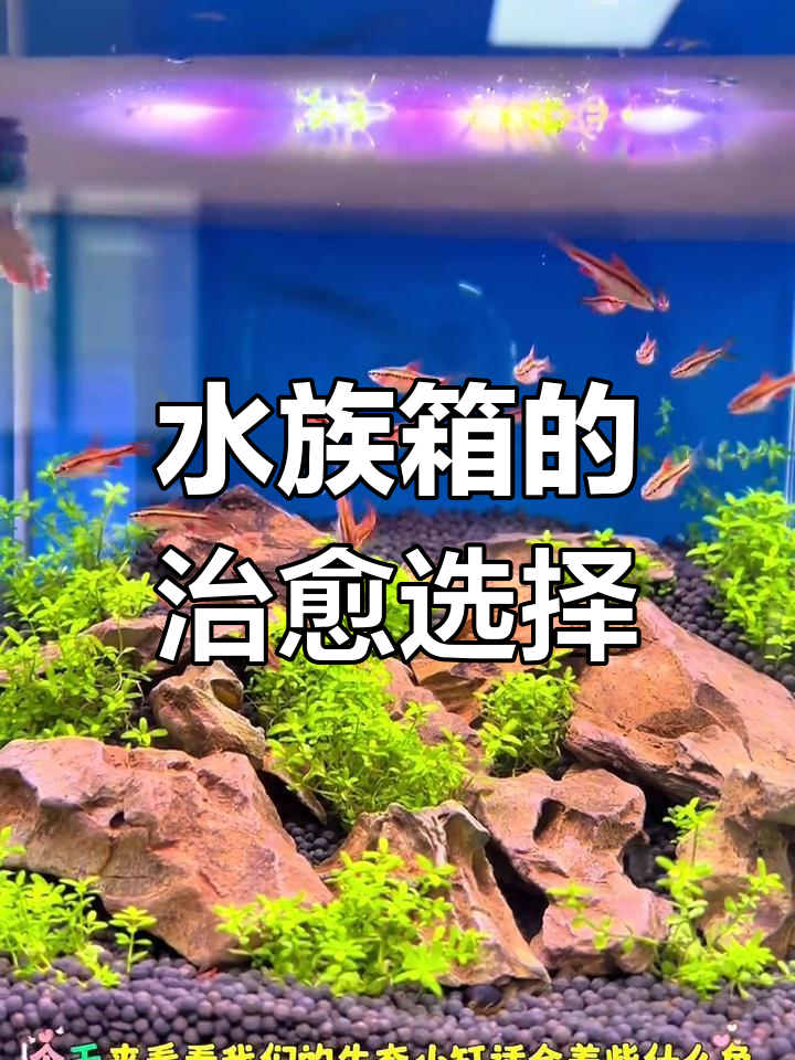 挑选这些美丽又容易养的鱼,让水族箱充满生机与乐趣!