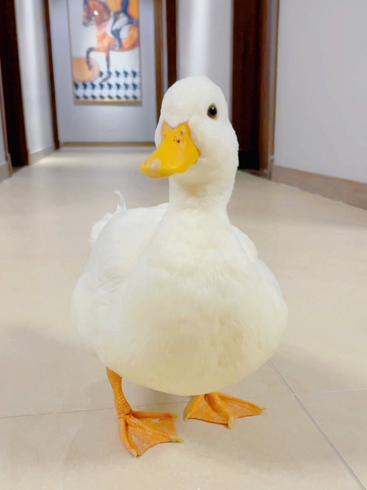 柯尔鸭——小鸭子的自我介绍