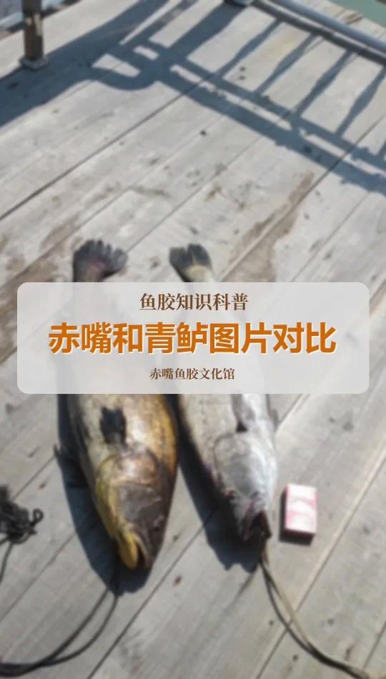 赤嘴和青鲈鱼特征对比!