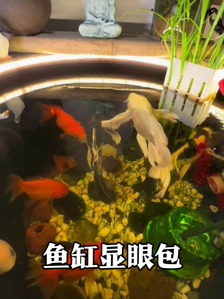 鱼缸里的显眼包们!大白鱼当老大,小红鱼抢饭太欢了