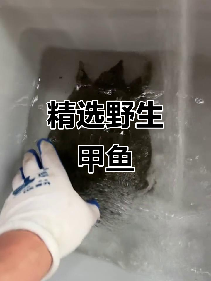 甲鱼滋补佳品,野生大梅花品种任你选