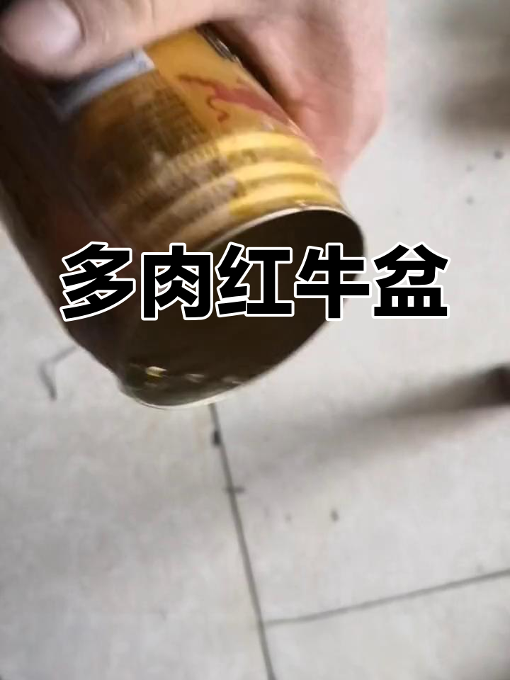 红牛罐变身多肉盆,轻松开盖打洞,创意十足!