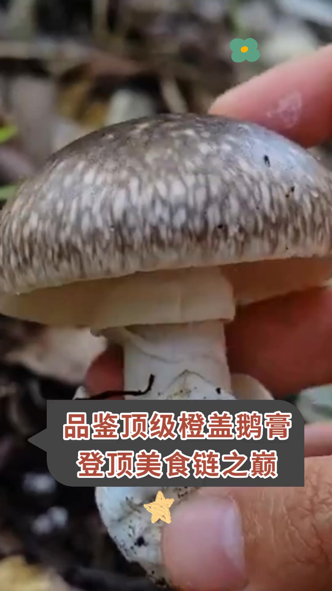 品鉴顶级橙盖鹅膏,登顶美食链之巅