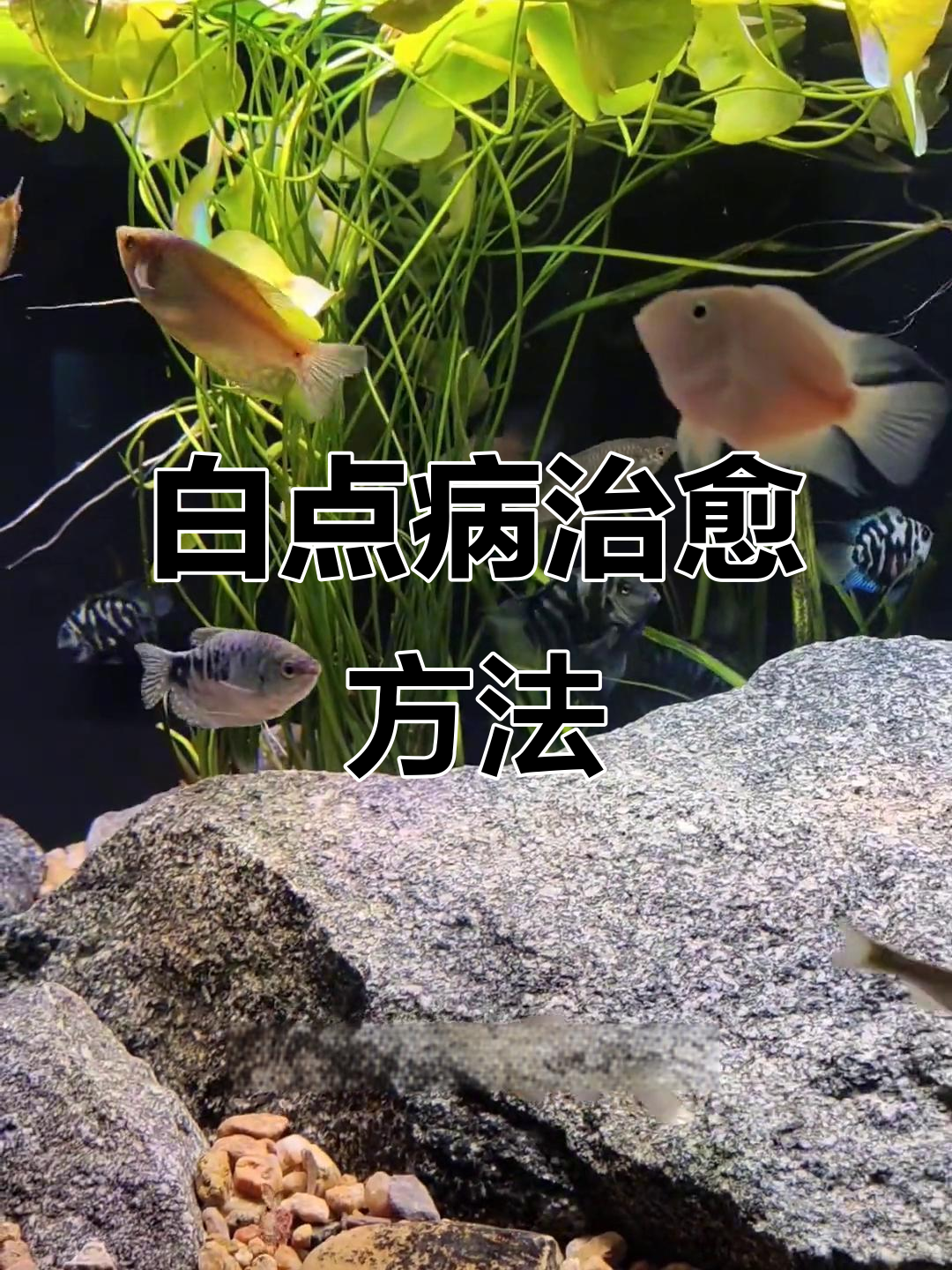 迷你鹦鹉鱼白点病治疗全攻略:升温、换水、增氧一步到位