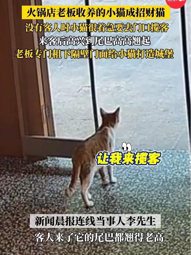 火锅店老板收养的小猫成招财猫 没有客人时比老板还急,直接去门口揽客(素材来源@四季豆有七只