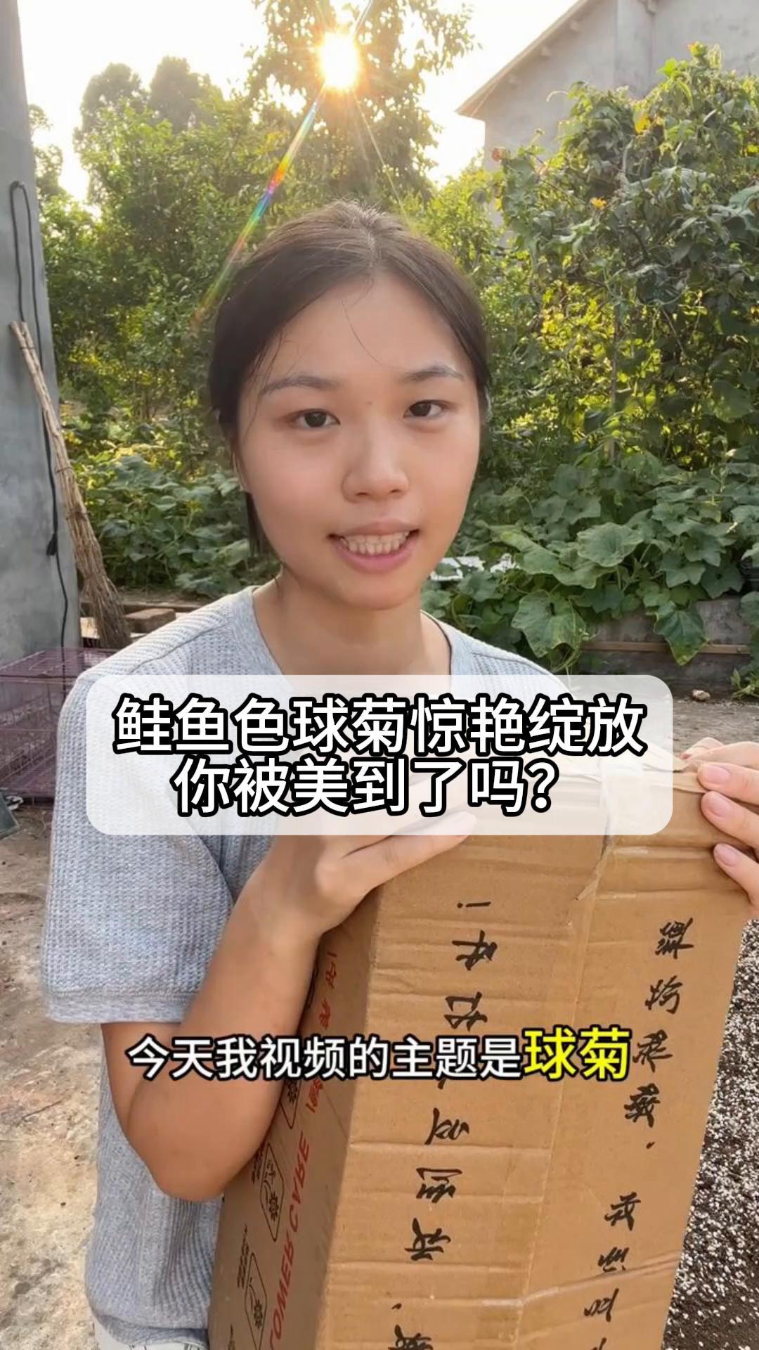 鲑鱼色球菊惊艳绽放,你被美到了吗?