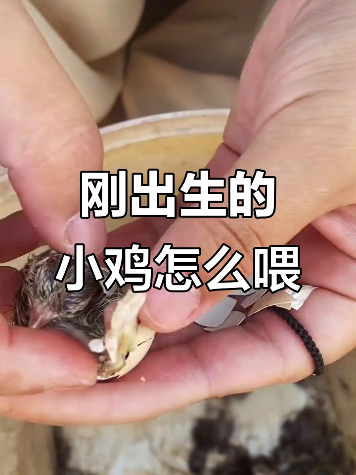 小鸡出壳后如何护理?瓜拉鸡肉质鲜美,抗病力强