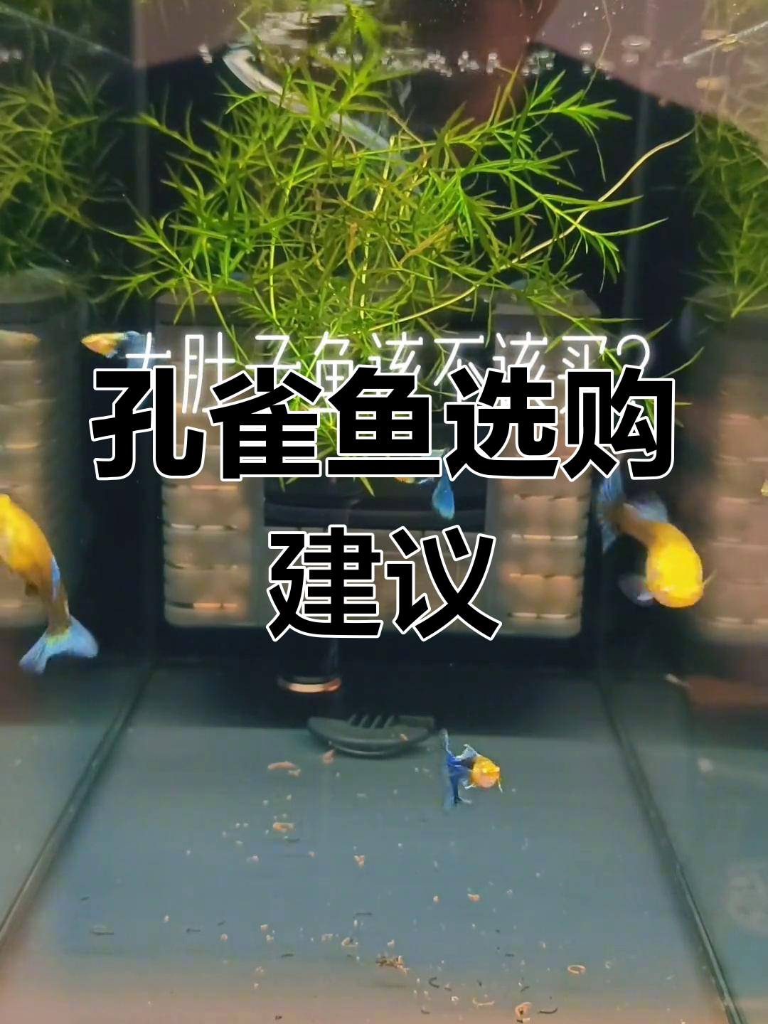 孔雀鱼大肚子别急买,从小养起更健康!