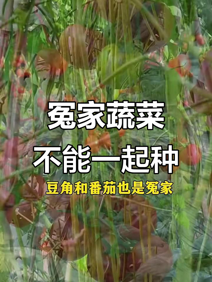 这些蔬菜不宜共存，种在一起产量大减