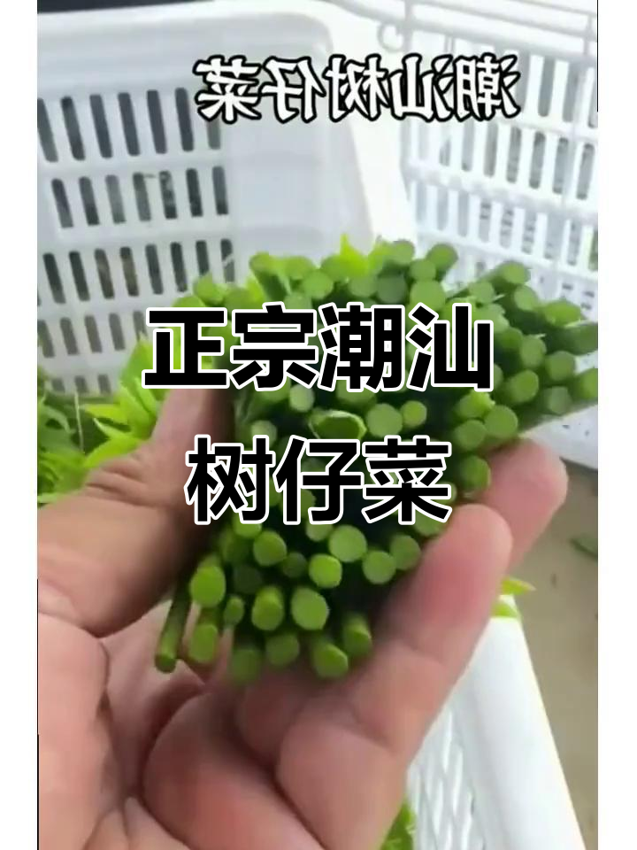 潮汕脆嫩树仔菜,3斤新鲜野味,海南正宗绿色蔬菜