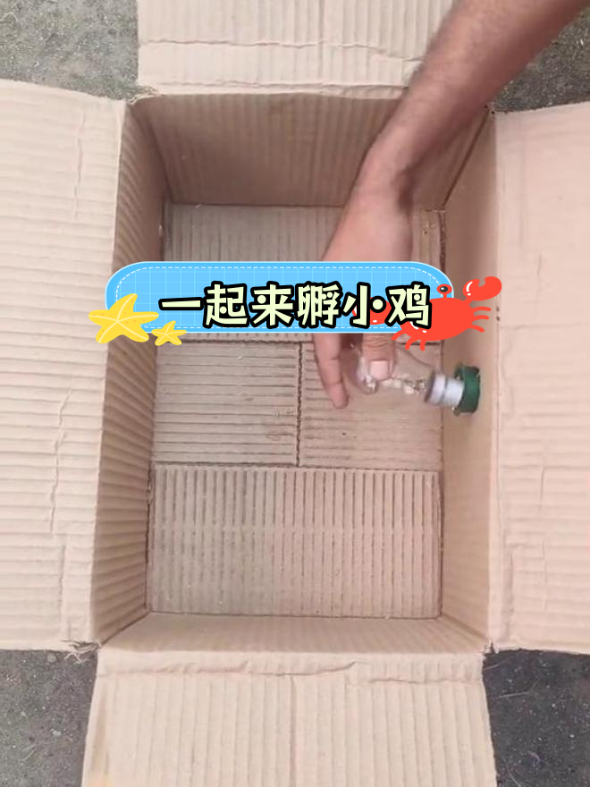 轻松孵化小鸡,试试这个方法