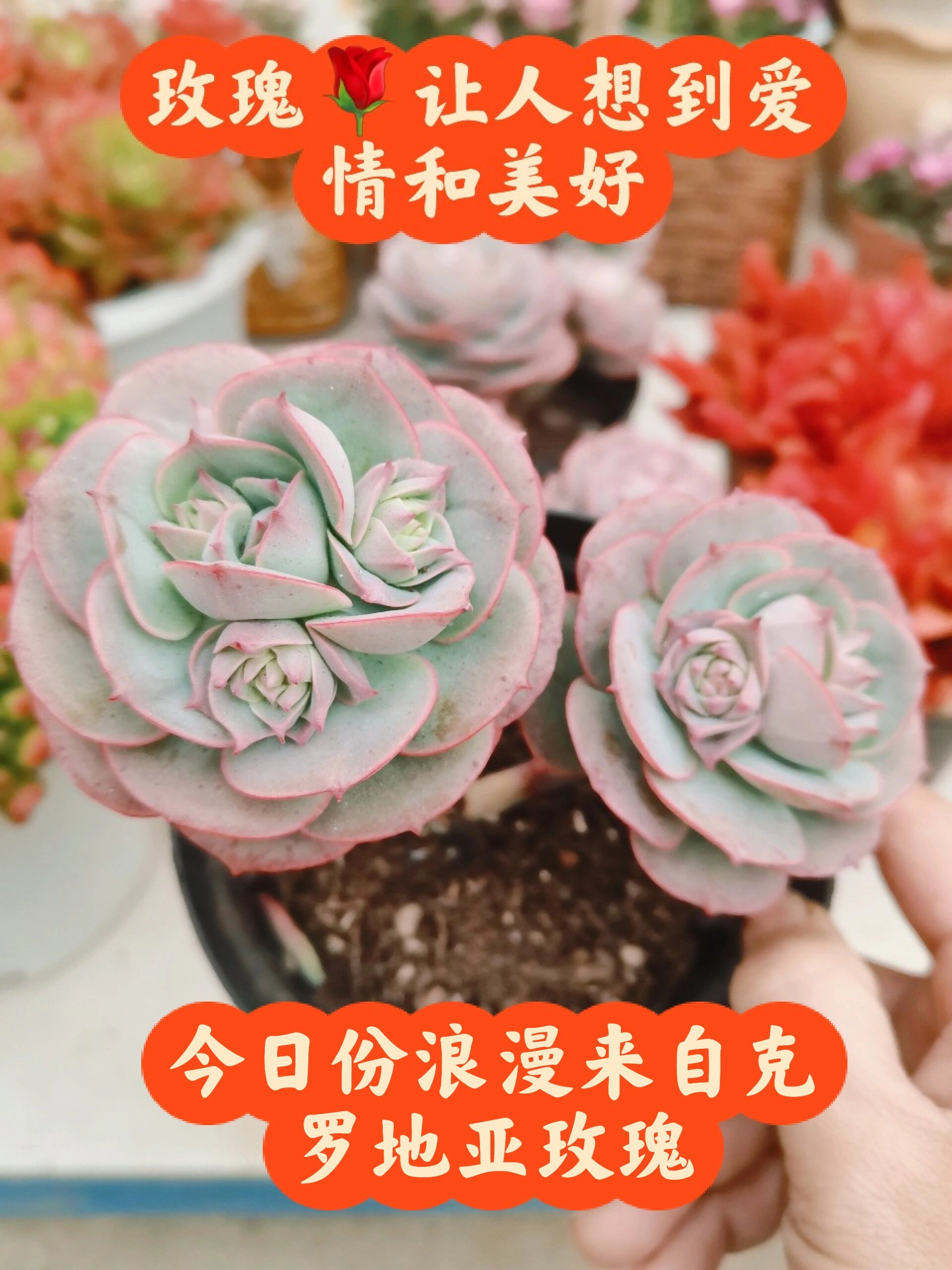 多肉认识系—克罗地亚玫瑰