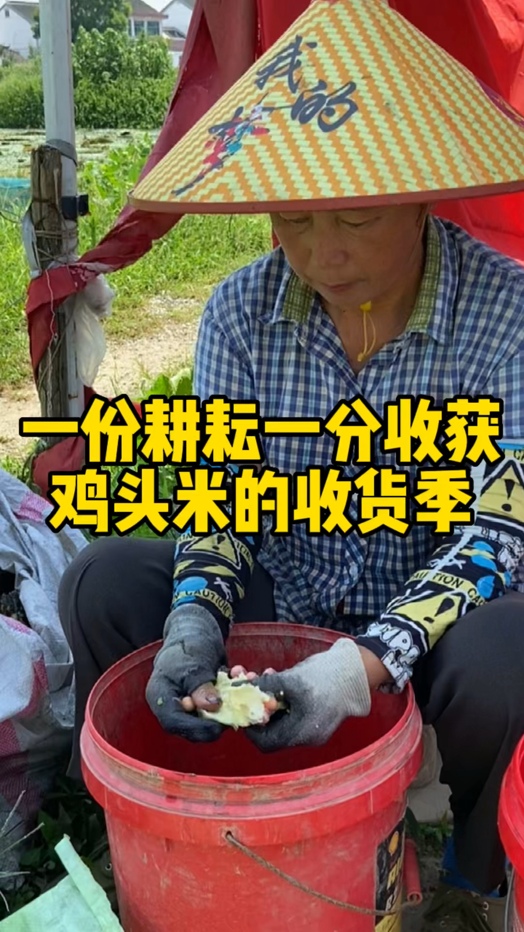 苏州鸡头米 新鲜采摘手剥全過程