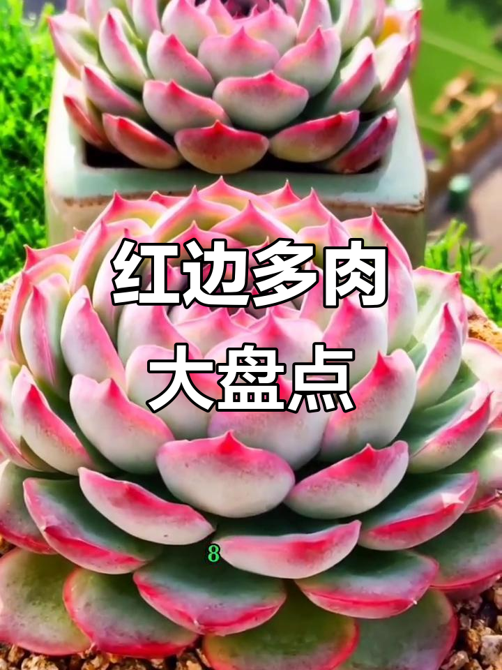 盘点那些美丽红边细多肉,看看你家有没有这些品种