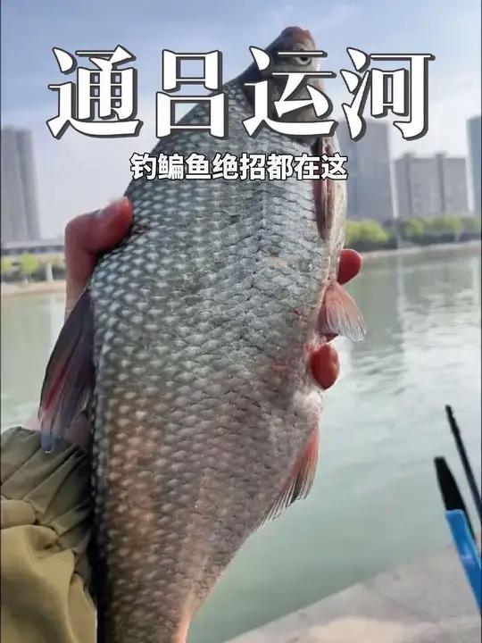 跟老师傅去通吕运河钓鱼,身怀钓鳊鱼绝招,学会后连杆不停 钓鱼人就是这么疯狂绝招放在视频结尾