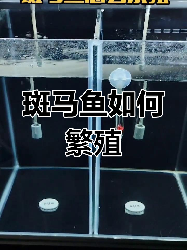 斑马鱼繁殖全攻略:水质与温度控制