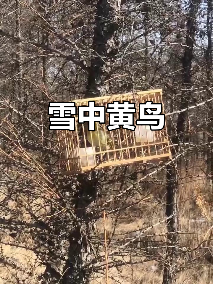 这雪地行走艰难,黄鸟叫声让人陶醉,户外爱好者必听!