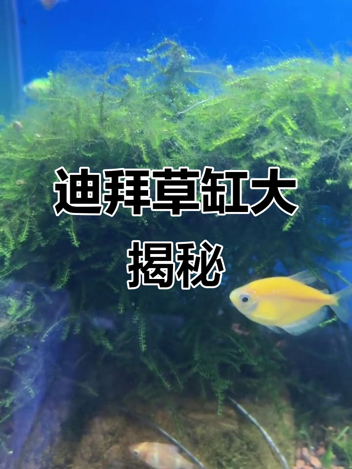 迪拜国际城J-05的草缸与招财鱼,石斑、锦鲤一应俱全