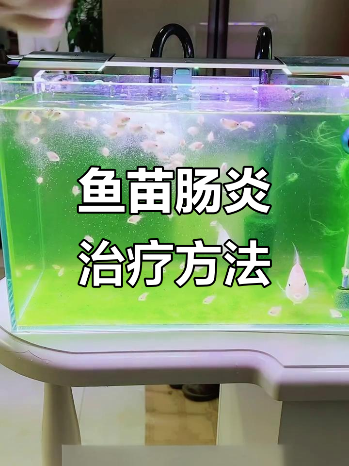迷你鹦鹉鱼苗肠炎初期治疗与预防技巧