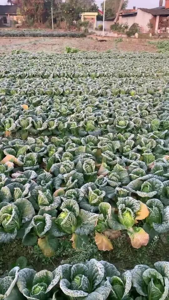 抗寒不等待，增产有妙招！专业蔬菜防寒布，锁温率高达85%！蔬菜防寒蔬菜种植防寒布大蒜种植