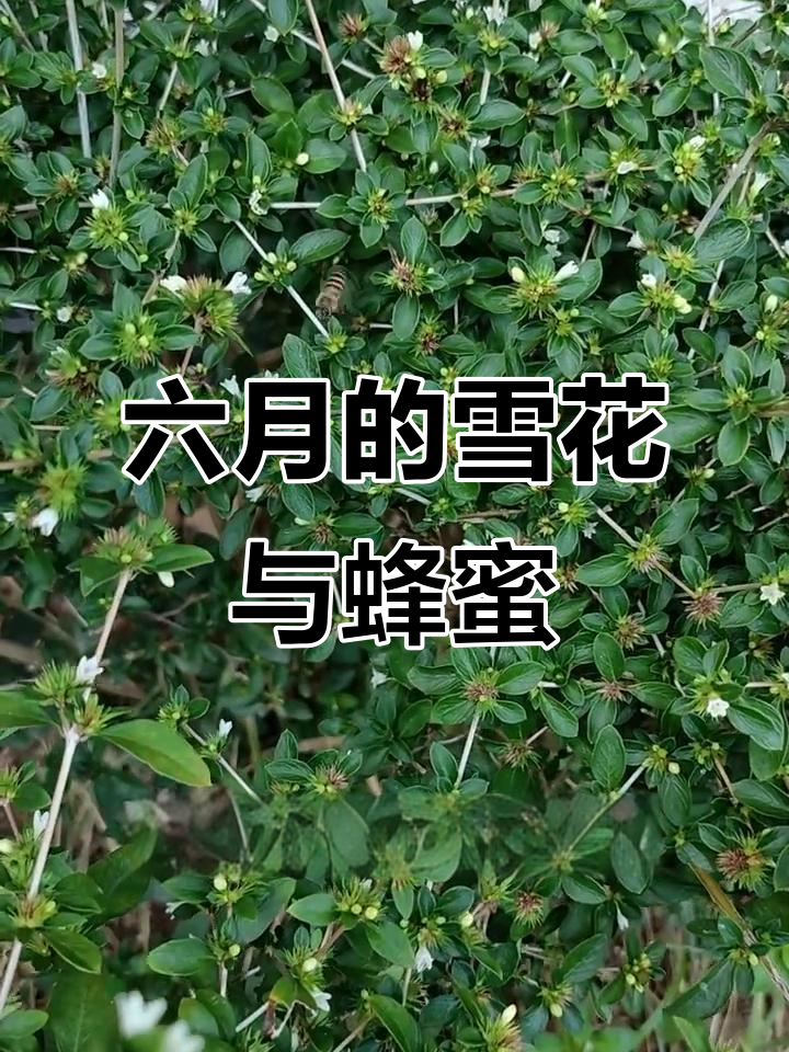 六月雪:白色花朵与小蜜蜂的夏日舞会