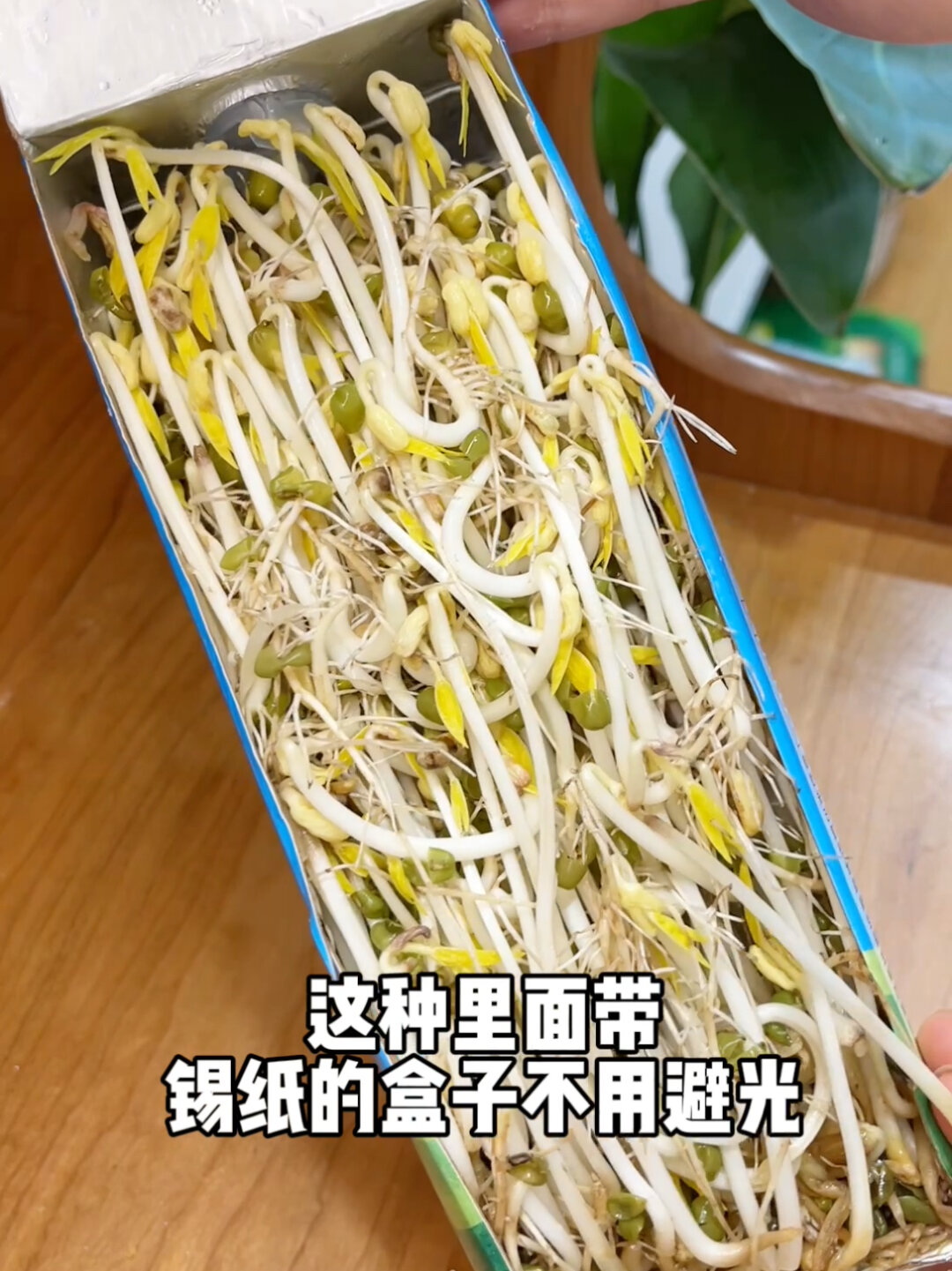 自己种的豆芽和胡萝卜一起凉拌太好吃啦!