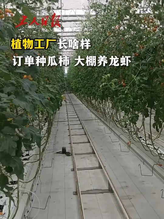 在吉林卓远农业发展有限公司,植物工厂实现“无土栽培+营养液灌溉”全年不间断生产,培育番茄、