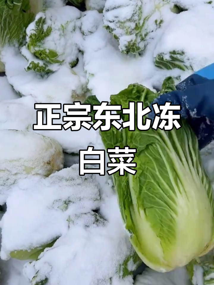 东北冻白菜的独特吃法,蘸酱配大葱,冷天必备美味