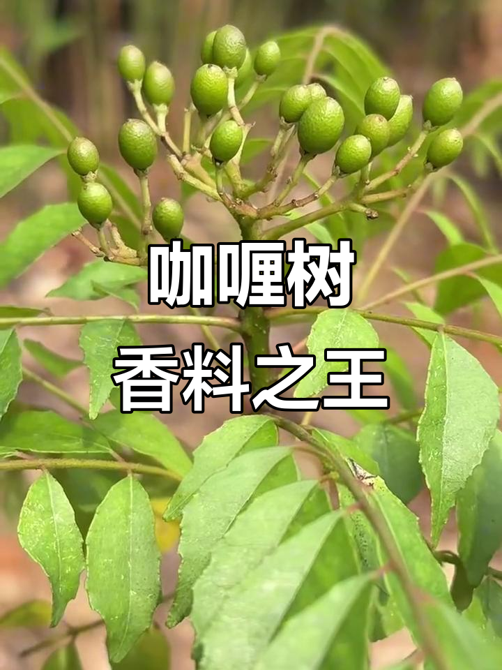 咖喱树的神秘香气,竟能让黄金黯然失色