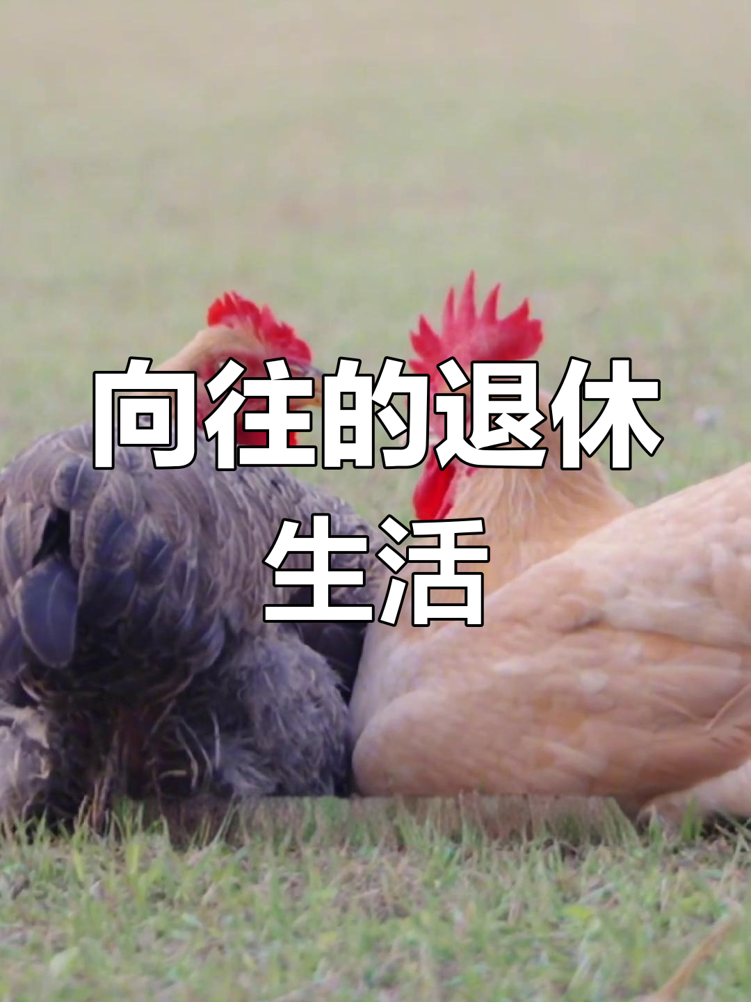 打工人的梦想生活,温氏土鸡替我享受自由与惬意