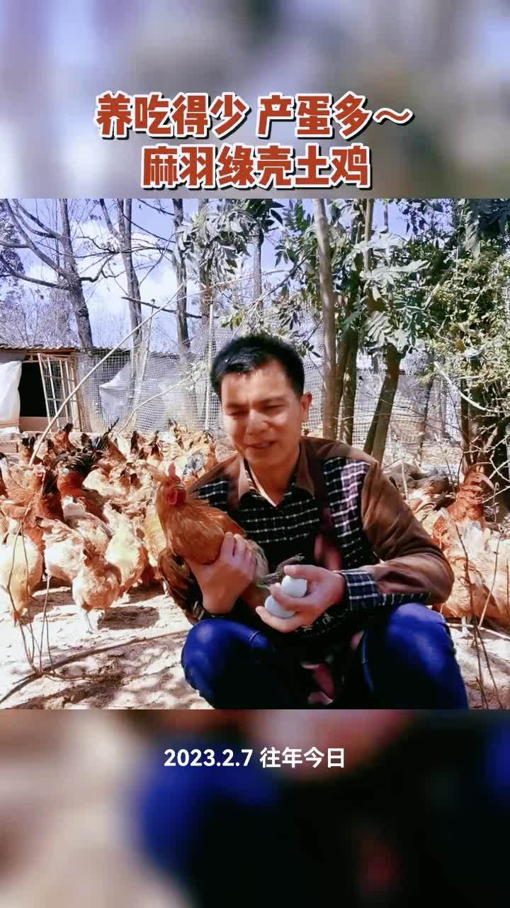 养殖 养鸡 农村散养土鸡 麻羽绿壳土鸡 内容启发搜索 麻羽绿壳土鸡养殖