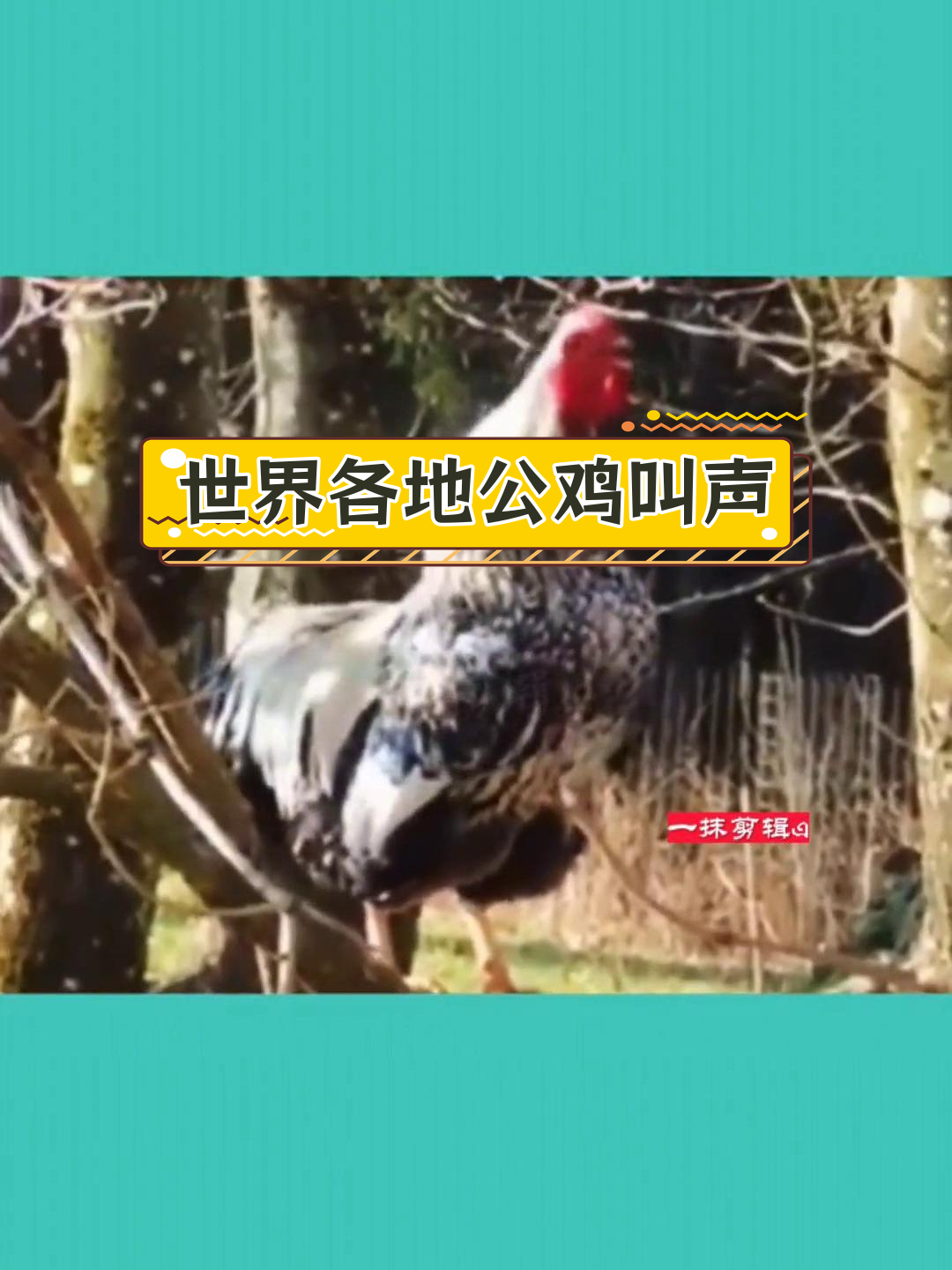 各国公鸡打鸣声大比拼