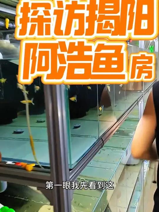 来到了揭阳,继续探访朋友的鱼房,好东西真不少啊。我也是第一次亲眼目睹了这么多品种的玛丽