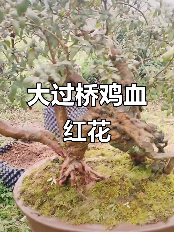 映山红大过桥鸡血红,抖音精选好物推荐