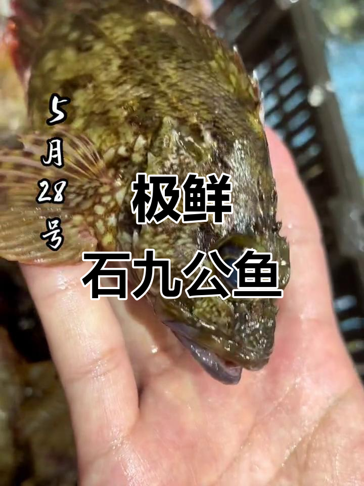 石九公鱼:鲜嫩无比的潮汕海鲜美味