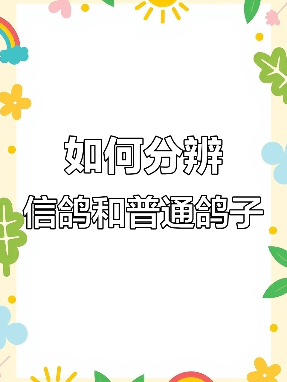 信鸽与普通鸽子如何区分?看这些关键特征